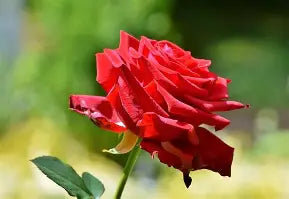 Rose Petals, Pink or Red - Organic