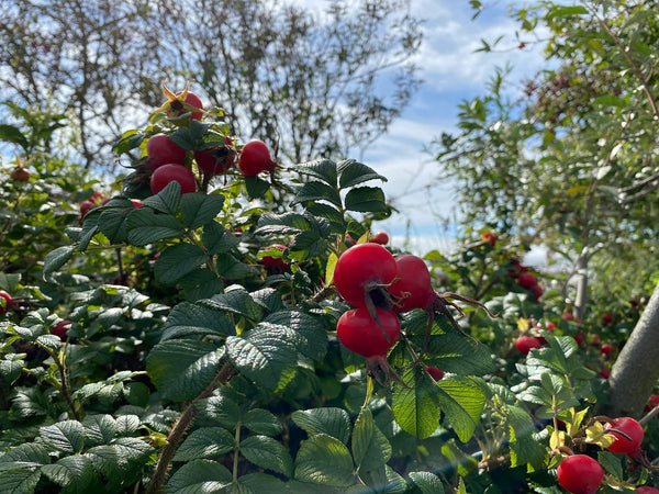 Rosehips - Organic