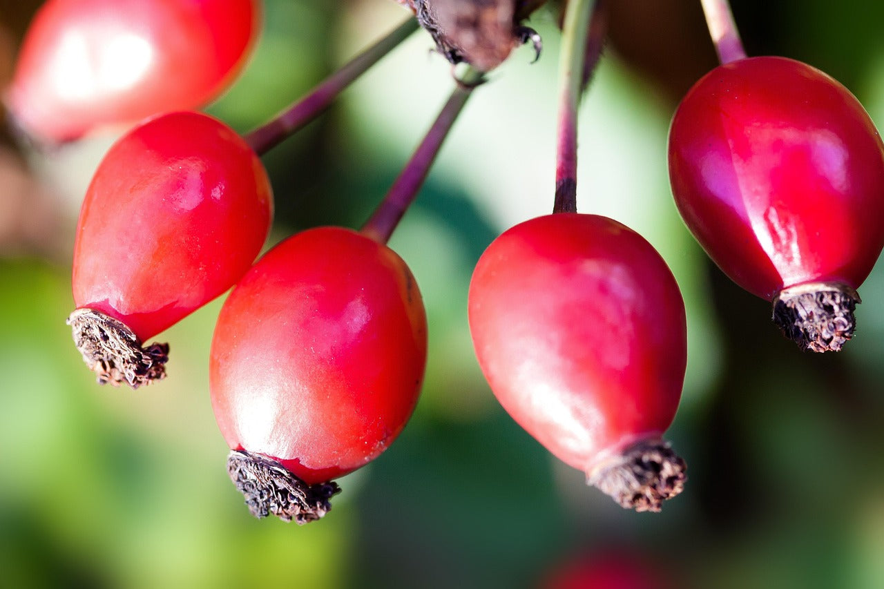 Rosehips, Whole- Organic