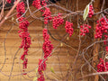 Schisandra Berry - Organic