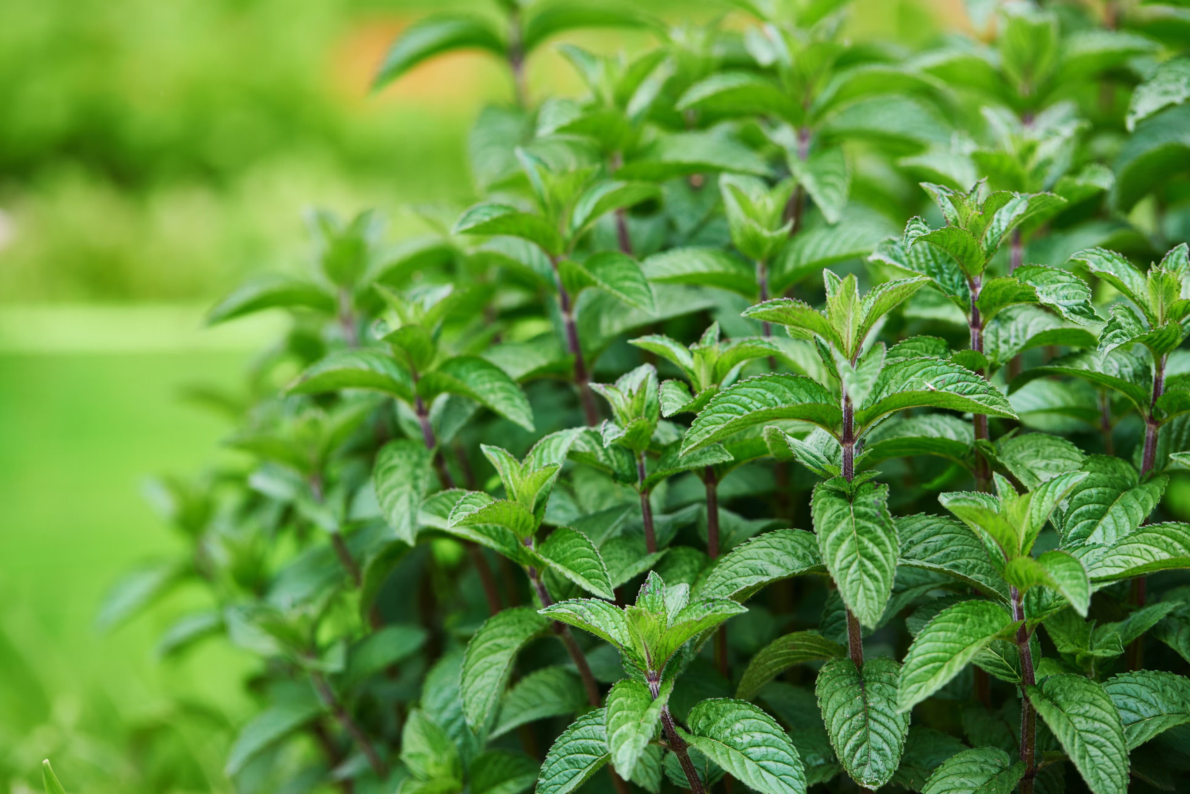 Spearmint Leaf- Organic