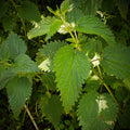 Nettle Leaf - Organic