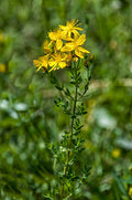 St. John's Wort - Organic