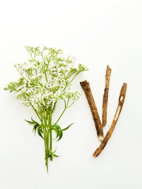 Valerian Root - Organic