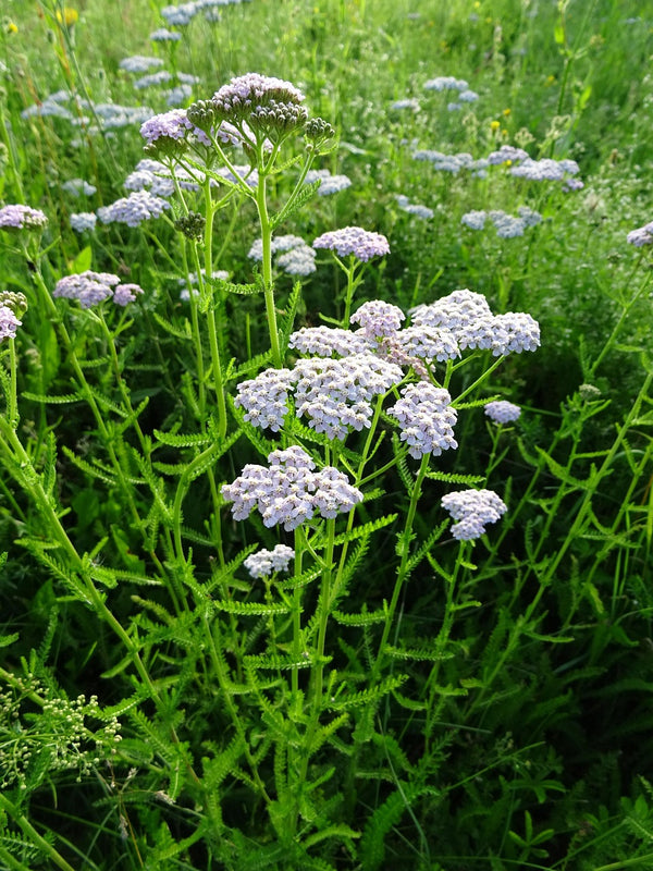 Yarrow - Organic